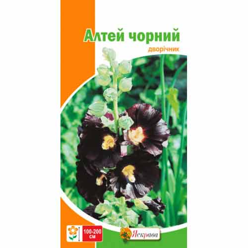 Алтей (чорна троянда) чорний Яскрава зображення 1 артикул 72949