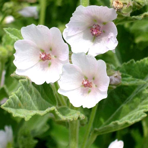 Алтей лекарственный Целитель рисунок 1 артикул 72047