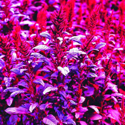 Амарант Вишневий оксамит, насіння зображення 1 артикул 70059