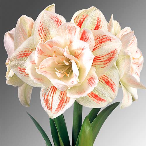 Амариллис (гиппеаструм) махровый Нимф рисунок 1 артикул 70269