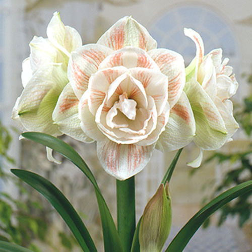 Амариллис (гиппеаструм) махровый Нимфа рисунок 1 артикул 70328