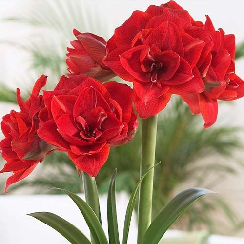 Амариллис (гиппеаструм) махровый Ред Нимф рисунок 1 артикул 70268