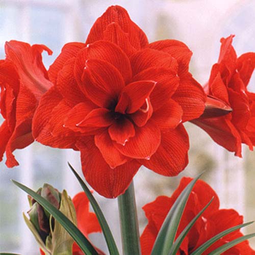 Амариллис (гиппеаструм) махровый Красная Нимфа рисунок 1 артикул 70330
