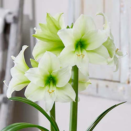 Амариллис (гиппеаструм) Северный полюс рисунок 1 артикул 70478