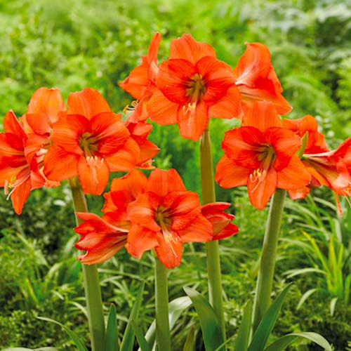 Амариллис (гиппеаструм) Оранж Квин рисунок 1 артикул 70477