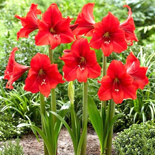 Амариліс (гіпеаструм) Red Tiger зображення 1 артикул 70331