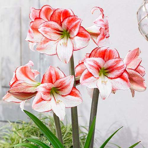 Амариллис (гиппеаструм) Тейбл дансер рисунок 1 артикул 70333