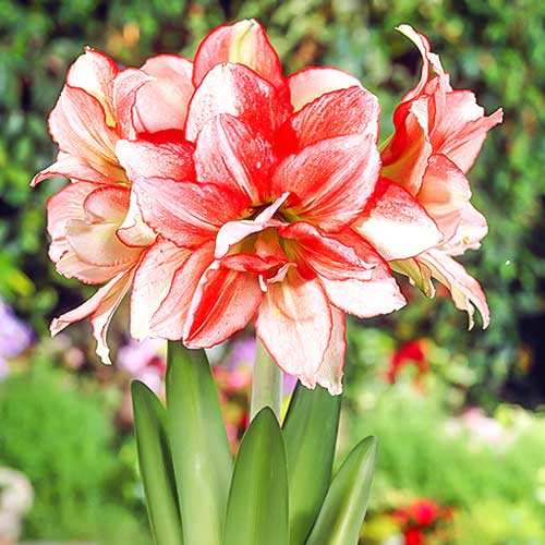 Амариліс (гіпеаструм) махровий Дабл Рекорд артикул фото 1 Амариліс (гіпеаструм) махровий Дабл Рекорд зображення 1 артикул 76163
