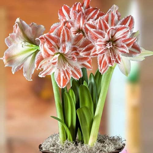 Амариллис (гиппеаструм) махровый Дансинг Квин рисунок 1 артикул 76005