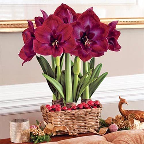 Амариллис (гиппеаструм) Гранд Дива рисунок 1 артикул 70326