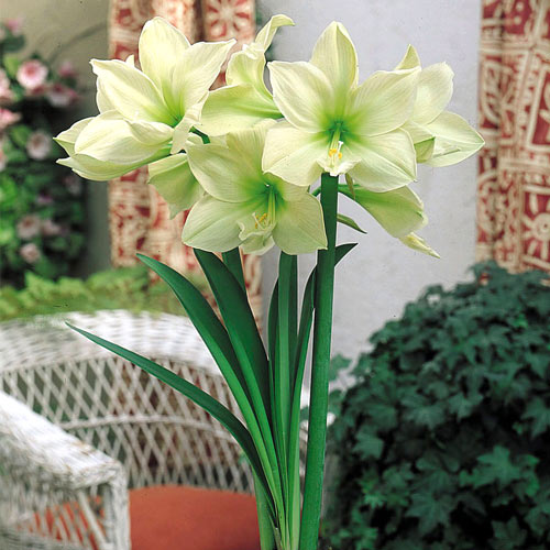 Амариллис (гиппеаструм) Лимона рисунок 1 артикул 68919