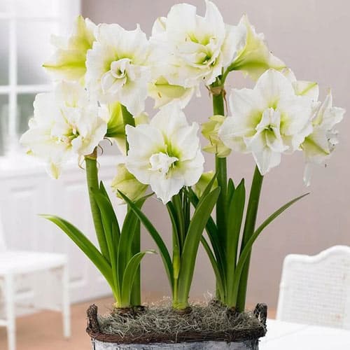 Амариллис (гиппеаструм) махровый Джевел рисунок 1 артикул 76008