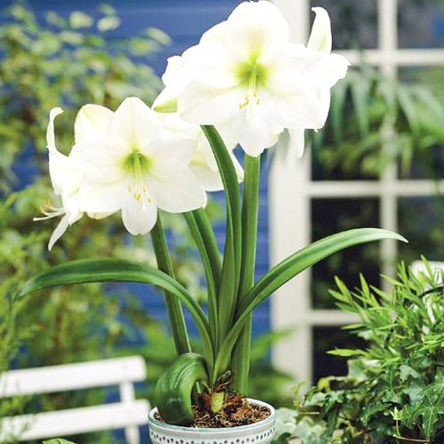 Амариллис (гиппеаструм) Монт Бланк рисунок 1 артикул 67077