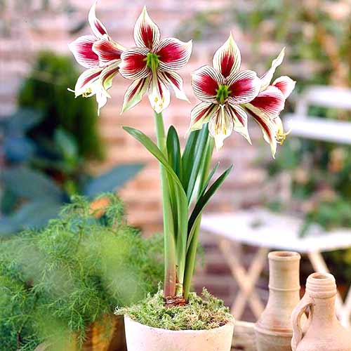 Амариллис (гиппеаструм) Папильо рисунок 1 артикул 70221