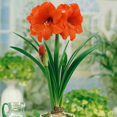 Амариллис (гиппеаструм) Парк Оранж рисунок 1 артикул 76010