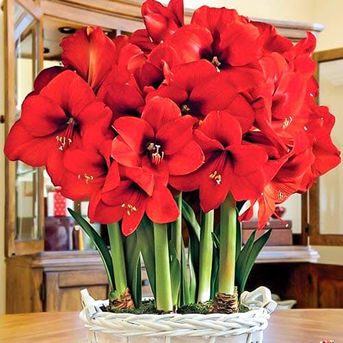 Амариллис (гиппеаструм) Парк Ред рисунок 1 артикул 76011