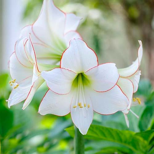 Амариллис (гиппеаструм) Пикоти рисунок 1 артикул 70329