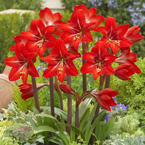 Амариллис (гиппеаструм) Ред Фаер рисунок 1 артикул 67082