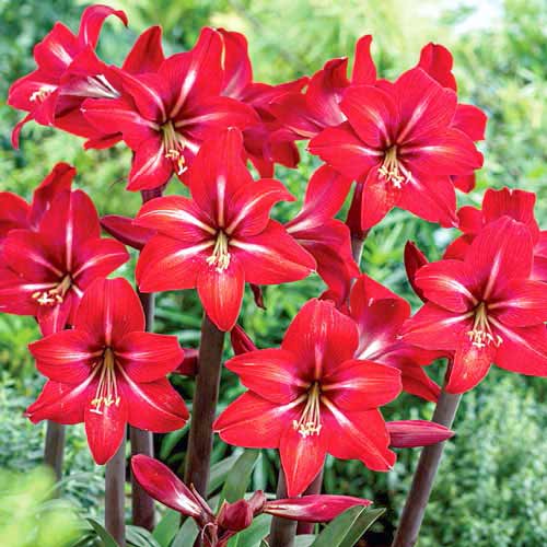 Амариллис (гиппеаструм) Ред Фаер рисунок 2 артикул 67082