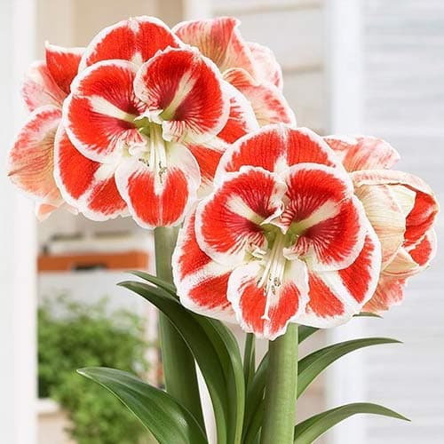 Амариллис (гиппеаструм) Самба рисунок 1 артикул 70332