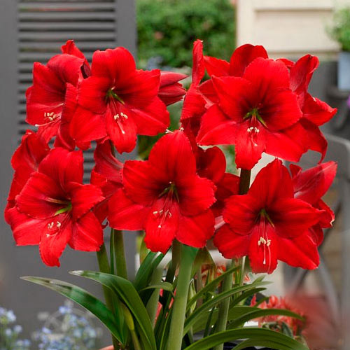 Амариллис Парк Ред (Park Red) рисунок 1 артикул 3202