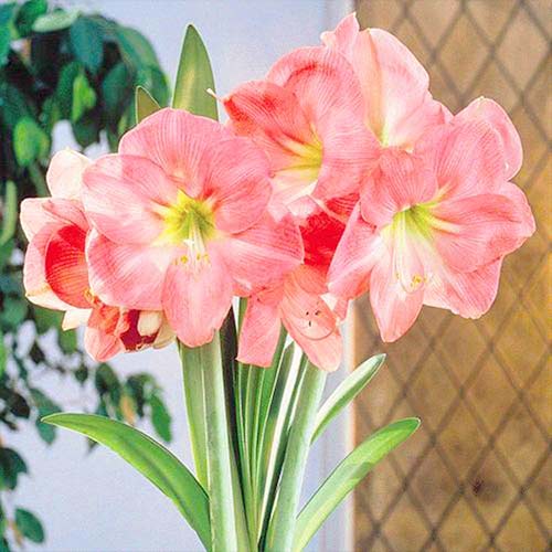 Амариліс (гіпеаструм) Сьюзан зображення 1 артикул 76164