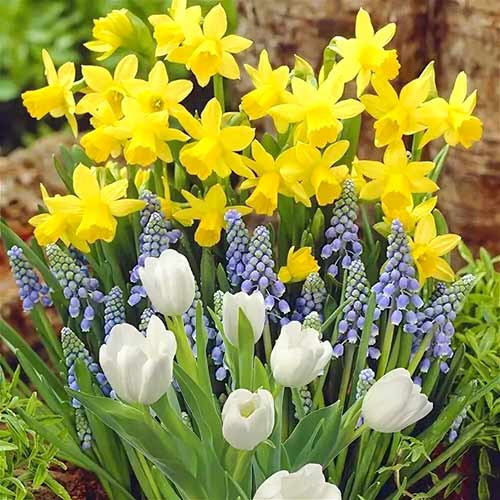 Комплект нарцисів, мускарі і тюльпан Грейга артикул фото 1 Комплект нарцисів, мускарі і тюльпан Грейга зображення 1 артикул 67902
