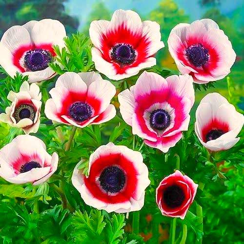 Анемона Біколор зображення 1 артикул 70334