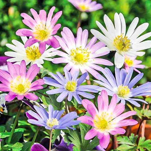 Анемона Бланда, мікс зображення 1 артикул 70335