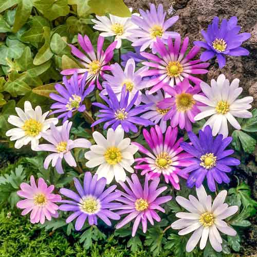 Анемона Бланда, микс окрасок рисунок 1 артикул 76016