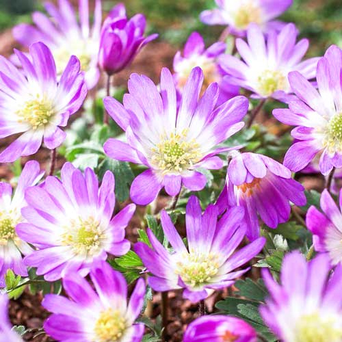 Анемона Бланда Пинк Стар артикул фото 1 Анемона Бланда Пинк Стар рисунок 1 артикул 67308