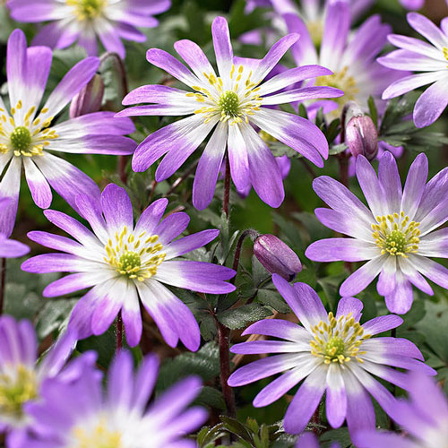 Анемона Бланда Розеа, луковицы рисунок 1 артикул 67309