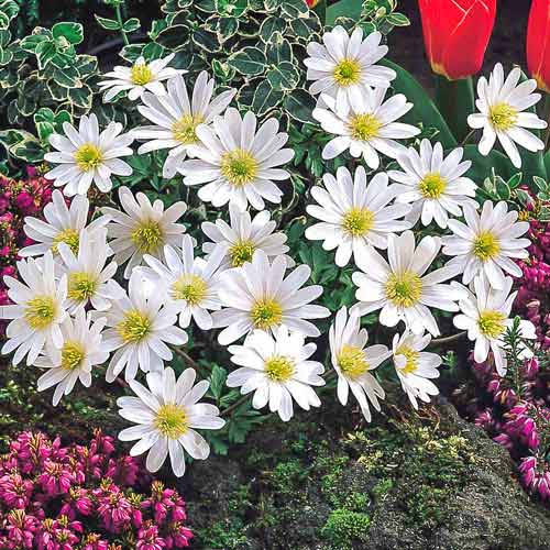 Анемона Бланда Уайт Сплендор рисунок 1 артикул 67310