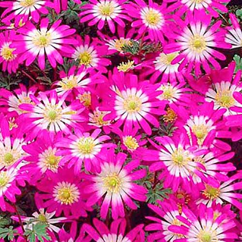 Анемона Бланда Виолет Стар рисунок 1 артикул 67577