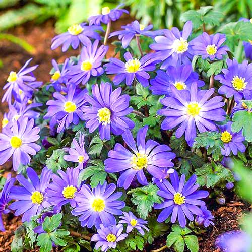 Анемона Бланда Блю Шейдс, луковицы рисунок 1 артикул 67085