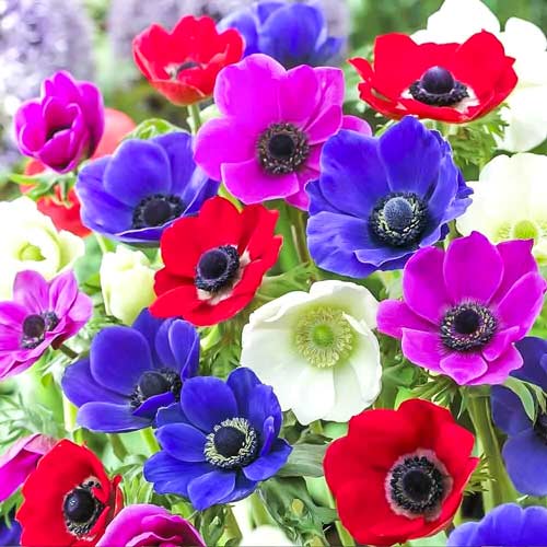 Анемона де Каен, микс артикул фото 1 Анемона де Каен, микс рисунок 1 артикул 67089