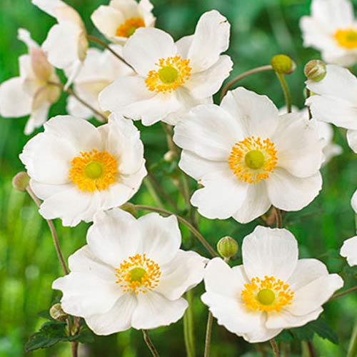 Анемона гибридная Онорин Жобер рисунок 1 артикул 70337