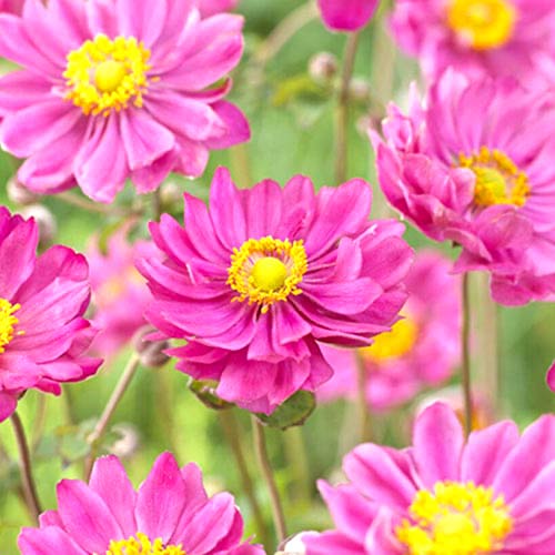 Анемона гібридна Margarete зображення 1 артикул 70338