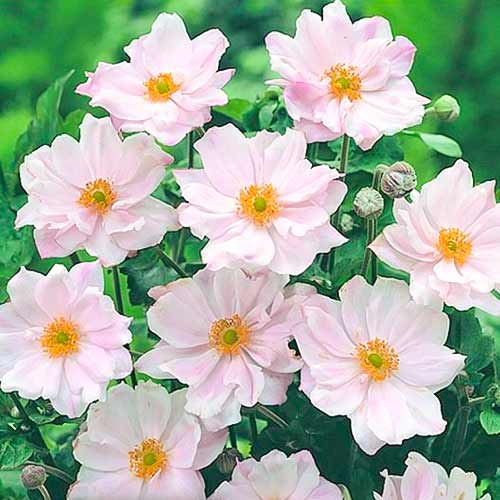 Анемона гібридна Queen Charlotte зображення 1 артикул 70340