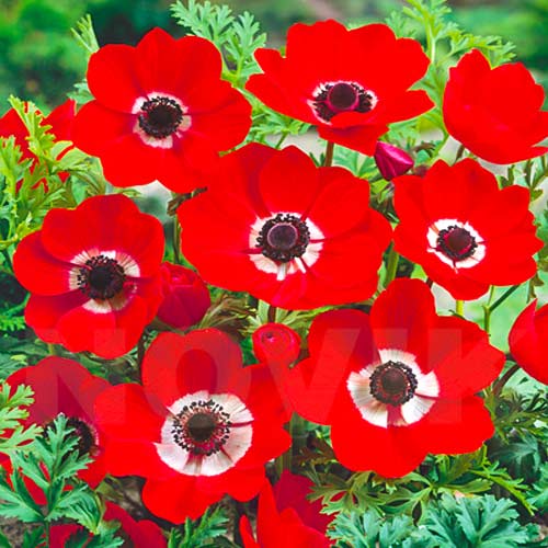 Анемона Голландія зображення 1 артикул 70336