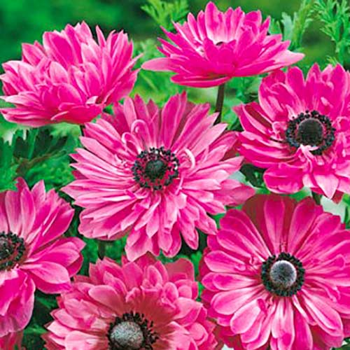 Анемона махрова Адмірал, цибулини зображення 1 артикул 67312