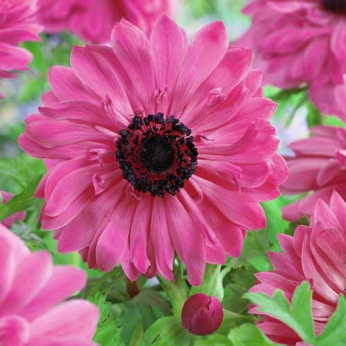 Анемона махрова Адмірал, цибулини зображення 2 артикул 67312