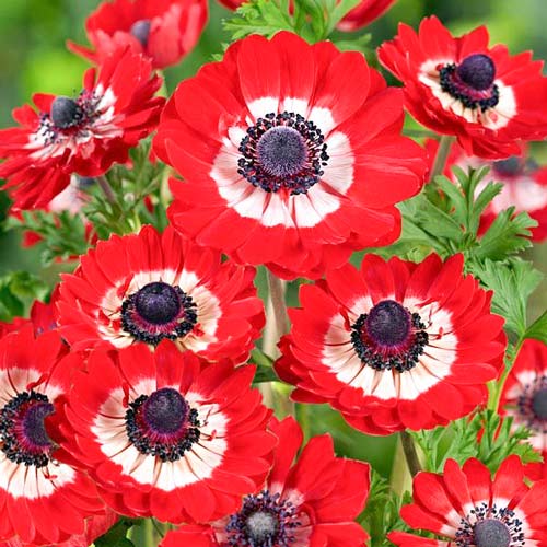 Анемона махровая Говернор рисунок 1 артикул 67090