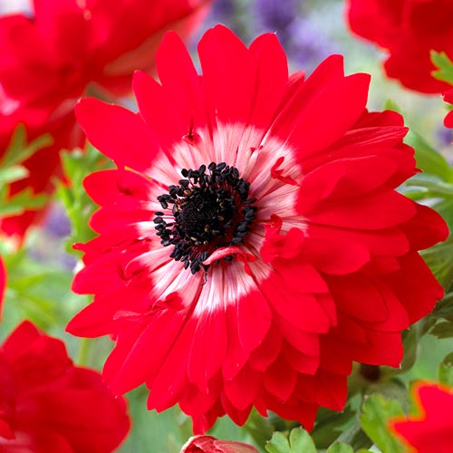 Анемона махровая Говернор рисунок 2 артикул 67090