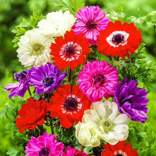 Анемона махровая Сент Бриджит, микс окрасок артикул фото 1 Анемона махровая Сент Бриджит, микс окрасок рисунок 1 артикул 76167