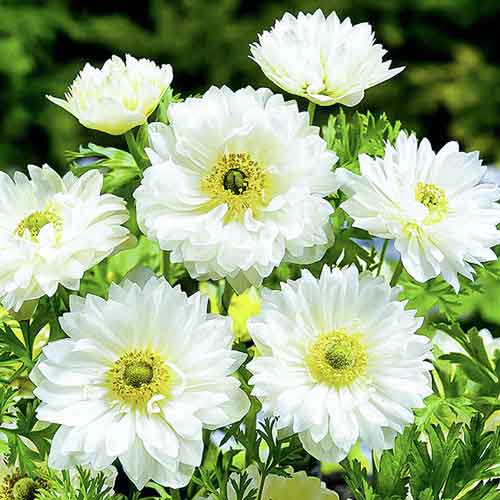 Анемона Маунт Эверест рисунок 1 артикул 68209