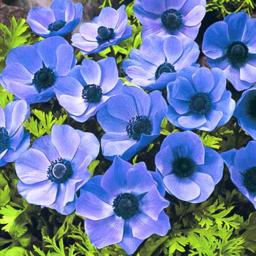 Анемона Mr Fokker зображення 1 артикул 70339