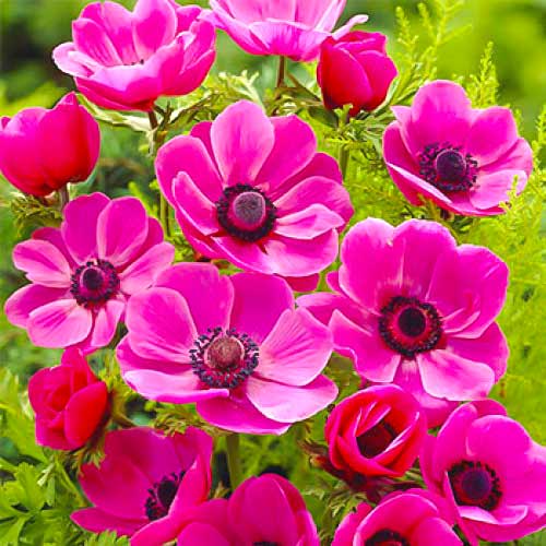 Анемона Sylphide зображення 1 артикул 70342