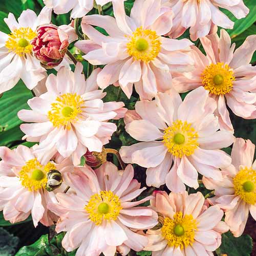 Анемона японська Королева Шарлотта зображення 1 артикул 67088