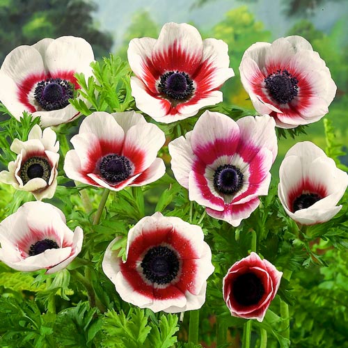 Анемони Біколор (Bicolor) зображення 1 артикул 3203